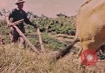Standbild Rinder ziehen einen Pflug Puerto Rico, 1941, aus Sekunde 15 historischem Filmmaterial Videoclip 65675058641