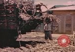 Standbild Rinder ziehen einen Pflug Puerto Rico, 1941, aus Sekunde 20 historischem Filmmaterial Videoclip 65675058641