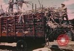 Standbild Rinder ziehen einen Pflug Puerto Rico, 1941, aus Sekunde 24 historischem Filmmaterial Videoclip 65675058641