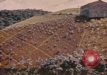 Standbild Rinder ziehen einen Pflug Puerto Rico, 1941, aus Sekunde 45 historischem Filmmaterial Videoclip 65675058641
