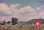 Standbild Rinder ziehen einen Pflug Puerto Rico, 1941, aus Sekunde 54 historischem Filmmaterial Videoclip 65675058641