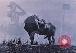 Image of carrier pigeon United States USA, 1920, second 58 stock footage video 65675058686