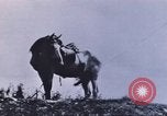 Image of carrier pigeon United States USA, 1920, second 59 stock footage video 65675058686