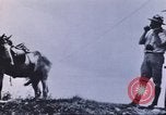 Image of carrier pigeon United States USA, 1920, second 61 stock footage video 65675058686