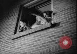 Image of Bertha Hertogh Holland Netherlands, 1950, second 50 stock footage video 65675058717