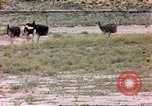 Standbild Strauße Afrika südlich der Sahara, 1958, aus Sekunde 1 historischem Filmmaterial Videoclip 65675058727