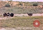 Standbild Strauße Afrika südlich der Sahara, 1958, aus Sekunde 3 historischem Filmmaterial Videoclip 65675058727