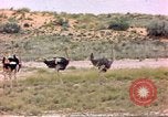 Standbild Strauße Afrika südlich der Sahara, 1958, aus Sekunde 4 historischem Filmmaterial Videoclip 65675058727