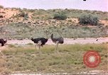 Standbild Strauße Afrika südlich der Sahara, 1958, aus Sekunde 5 historischem Filmmaterial Videoclip 65675058727