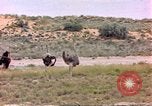 Standbild Strauße Afrika südlich der Sahara, 1958, aus Sekunde 6 historischem Filmmaterial Videoclip 65675058727