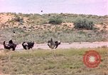 Standbild Strauße Afrika südlich der Sahara, 1958, aus Sekunde 7 historischem Filmmaterial Videoclip 65675058727