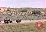Standbild Strauße Afrika südlich der Sahara, 1958, aus Sekunde 8 historischem Filmmaterial Videoclip 65675058727