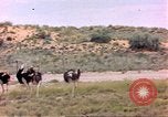 Standbild Strauße Afrika südlich der Sahara, 1958, aus Sekunde 9 historischem Filmmaterial Videoclip 65675058727
