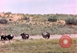 Standbild Strauße Afrika südlich der Sahara, 1958, aus Sekunde 10 historischem Filmmaterial Videoclip 65675058727