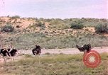 Standbild Strauße Afrika südlich der Sahara, 1958, aus Sekunde 11 historischem Filmmaterial Videoclip 65675058727