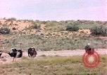 Standbild Strauße Afrika südlich der Sahara, 1958, aus Sekunde 12 historischem Filmmaterial Videoclip 65675058727