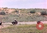 Standbild Strauße Afrika südlich der Sahara, 1958, aus Sekunde 13 historischem Filmmaterial Videoclip 65675058727