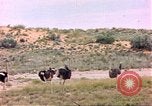 Standbild Strauße Afrika südlich der Sahara, 1958, aus Sekunde 14 historischem Filmmaterial Videoclip 65675058727