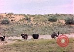 Standbild Strauße Afrika südlich der Sahara, 1958, aus Sekunde 15 historischem Filmmaterial Videoclip 65675058727
