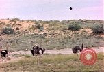 Standbild Strauße Afrika südlich der Sahara, 1958, aus Sekunde 16 historischem Filmmaterial Videoclip 65675058727