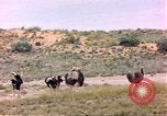 Standbild Strauße Afrika südlich der Sahara, 1958, aus Sekunde 17 historischem Filmmaterial Videoclip 65675058727
