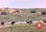 Standbild Strauße Afrika südlich der Sahara, 1958, aus Sekunde 18 historischem Filmmaterial Videoclip 65675058727