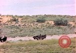 Standbild Strauße Afrika südlich der Sahara, 1958, aus Sekunde 19 historischem Filmmaterial Videoclip 65675058727