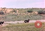 Standbild Strauße Afrika südlich der Sahara, 1958, aus Sekunde 20 historischem Filmmaterial Videoclip 65675058727