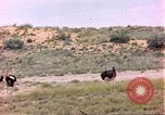 Standbild Strauße Afrika südlich der Sahara, 1958, aus Sekunde 21 historischem Filmmaterial Videoclip 65675058727