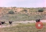 Standbild Strauße Afrika südlich der Sahara, 1958, aus Sekunde 22 historischem Filmmaterial Videoclip 65675058727