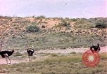 Standbild Strauße Afrika südlich der Sahara, 1958, aus Sekunde 23 historischem Filmmaterial Videoclip 65675058727