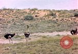 Standbild Strauße Afrika südlich der Sahara, 1958, aus Sekunde 24 historischem Filmmaterial Videoclip 65675058727