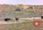 Standbild Strauße Afrika südlich der Sahara, 1958, aus Sekunde 25 historischem Filmmaterial Videoclip 65675058727