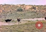 Standbild Strauße Afrika südlich der Sahara, 1958, aus Sekunde 26 historischem Filmmaterial Videoclip 65675058727