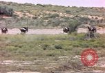 Standbild Strauße Afrika südlich der Sahara, 1958, aus Sekunde 27 historischem Filmmaterial Videoclip 65675058727
