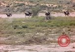 Standbild Strauße Afrika südlich der Sahara, 1958, aus Sekunde 28 historischem Filmmaterial Videoclip 65675058727