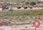 Standbild Strauße Afrika südlich der Sahara, 1958, aus Sekunde 29 historischem Filmmaterial Videoclip 65675058727