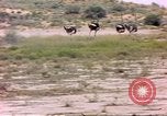 Standbild Strauße Afrika südlich der Sahara, 1958, aus Sekunde 30 historischem Filmmaterial Videoclip 65675058727