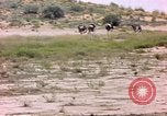 Standbild Strauße Afrika südlich der Sahara, 1958, aus Sekunde 31 historischem Filmmaterial Videoclip 65675058727