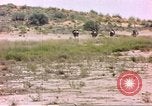 Standbild Strauße Afrika südlich der Sahara, 1958, aus Sekunde 32 historischem Filmmaterial Videoclip 65675058727