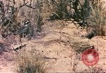 Standbild Strauße Afrika südlich der Sahara, 1958, aus Sekunde 34 historischem Filmmaterial Videoclip 65675058727