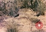 Standbild Strauße Afrika südlich der Sahara, 1958, aus Sekunde 35 historischem Filmmaterial Videoclip 65675058727