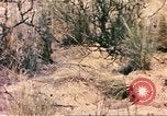 Standbild Strauße Afrika südlich der Sahara, 1958, aus Sekunde 36 historischem Filmmaterial Videoclip 65675058727
