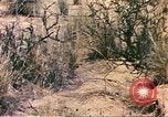 Standbild Strauße Afrika südlich der Sahara, 1958, aus Sekunde 37 historischem Filmmaterial Videoclip 65675058727