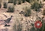 Standbild Strauße Afrika südlich der Sahara, 1958, aus Sekunde 38 historischem Filmmaterial Videoclip 65675058727
