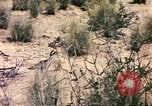 Standbild Strauße Afrika südlich der Sahara, 1958, aus Sekunde 39 historischem Filmmaterial Videoclip 65675058727