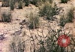 Standbild Strauße Afrika südlich der Sahara, 1958, aus Sekunde 40 historischem Filmmaterial Videoclip 65675058727
