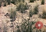 Standbild Strauße Afrika südlich der Sahara, 1958, aus Sekunde 42 historischem Filmmaterial Videoclip 65675058727