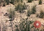 Standbild Strauße Afrika südlich der Sahara, 1958, aus Sekunde 43 historischem Filmmaterial Videoclip 65675058727