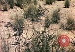 Standbild Strauße Afrika südlich der Sahara, 1958, aus Sekunde 44 historischem Filmmaterial Videoclip 65675058727